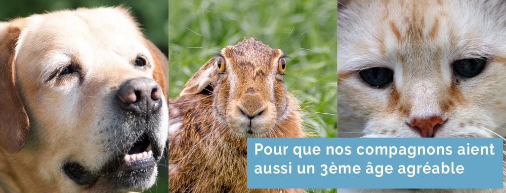 Tierarzt Hausbesuch mobil Berlin Hund Katze Heimtiere Dr. Pascal Klunder Tierarzt Hausbesuch Berlin Sofort Sonntag Dr. Klunder 0162-7462404