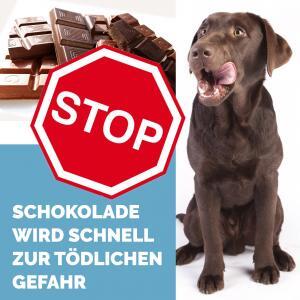 Tierarzt Hausbesuch mobil Berlin Hund Katze Heimtiere Dr. Pascal Klunder Tierarzt Hausbesuch Berlin Sofort Sonntag Dr. Klunder 0162-7462404